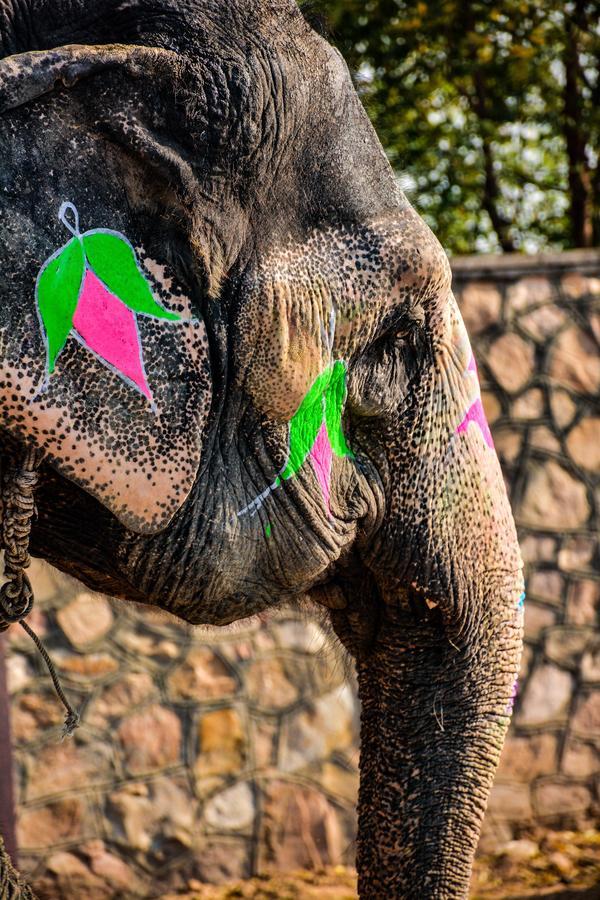 Hathi Mauja Jaipur Exteriör bild